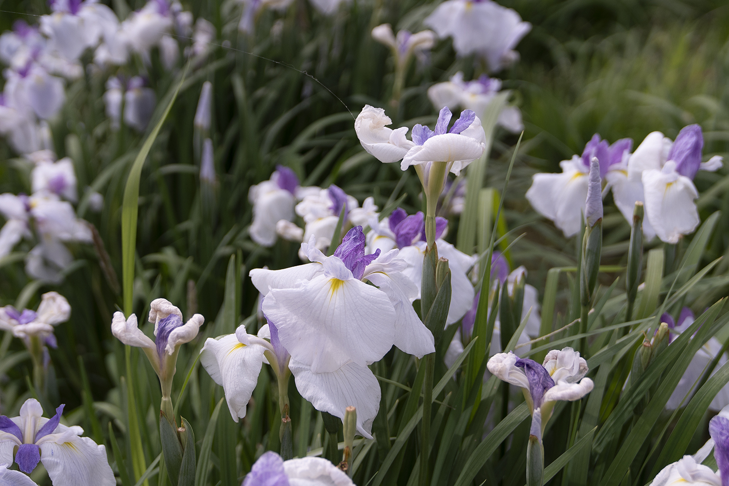 水郷佐原あやめパークのあやめ祭り_白と紫の花菖蒲の写真