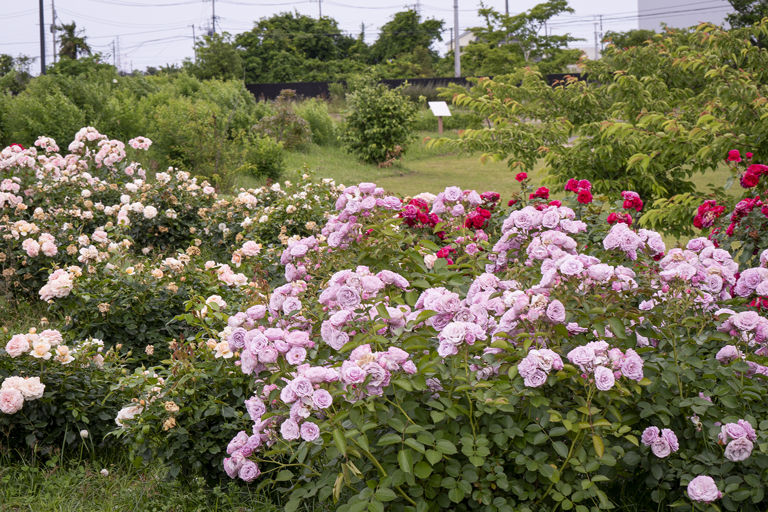 水郷佐原あやめパークの薔薇園の写真