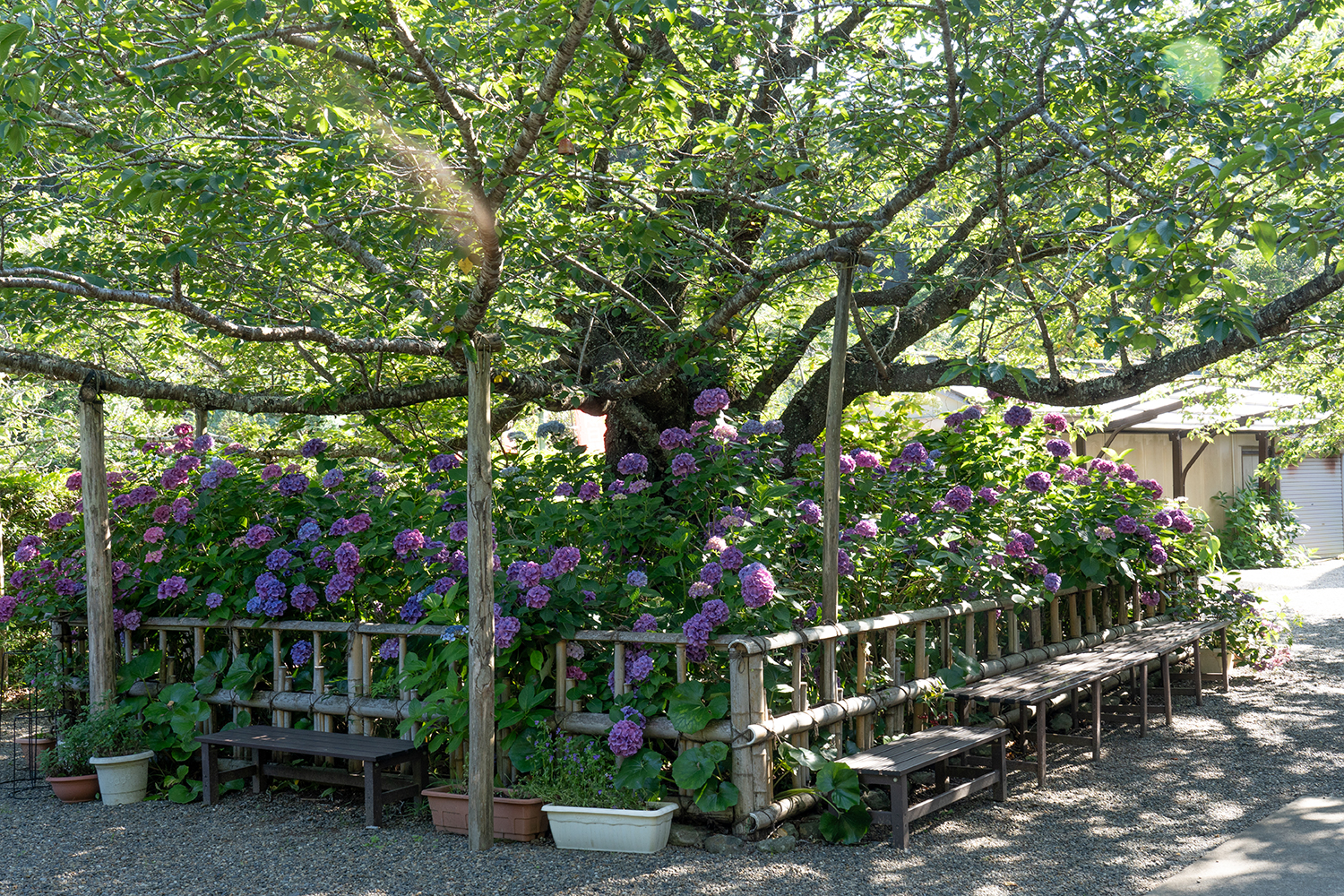 真野寺にある紫陽花