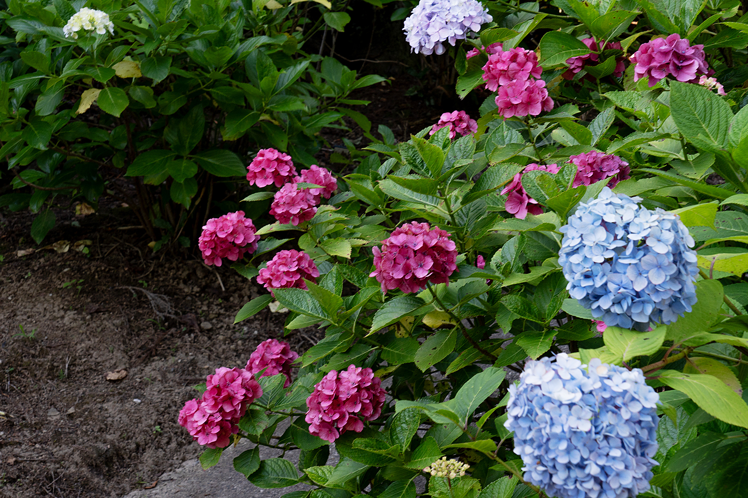 真野寺の紫陽花