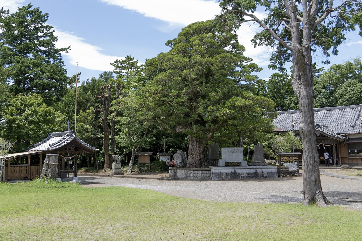 鶴谷八幡宮の槇の御神木