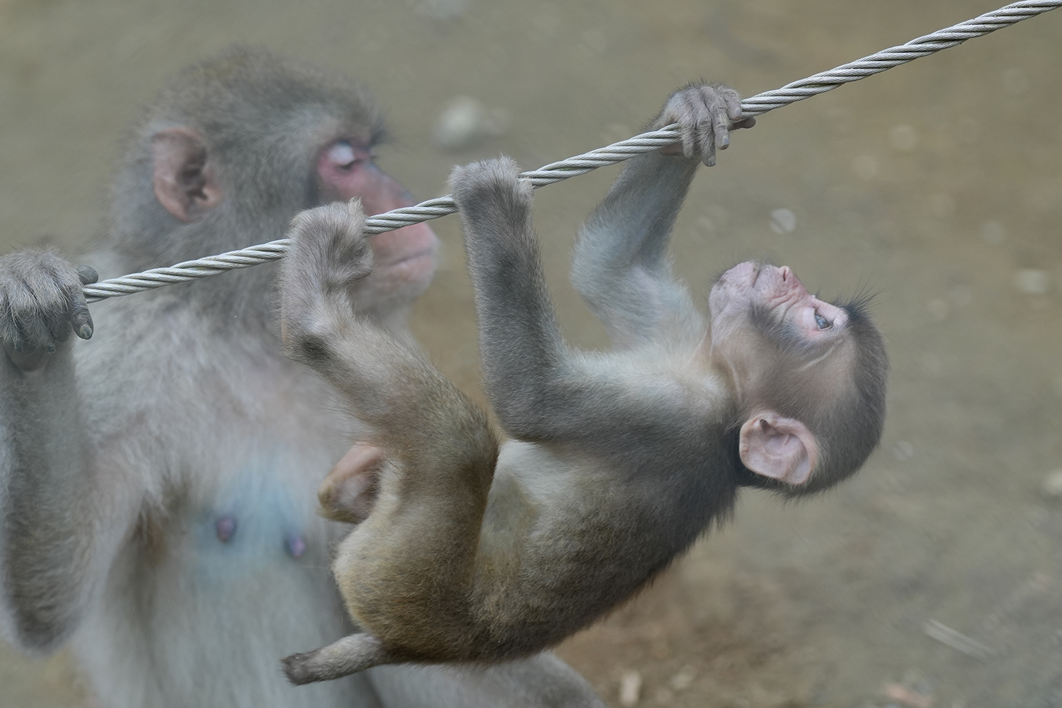 高宕山自然動物園の綱渡りする子ザルの写真