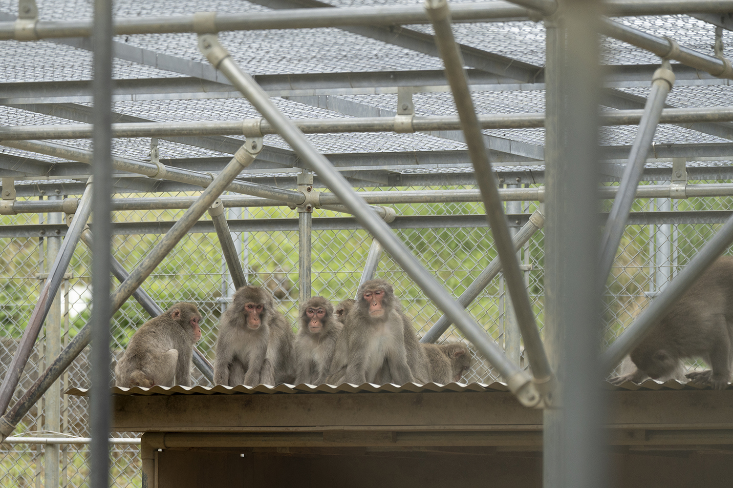 うじゃうじゃいる高宕山自然動物園のサル