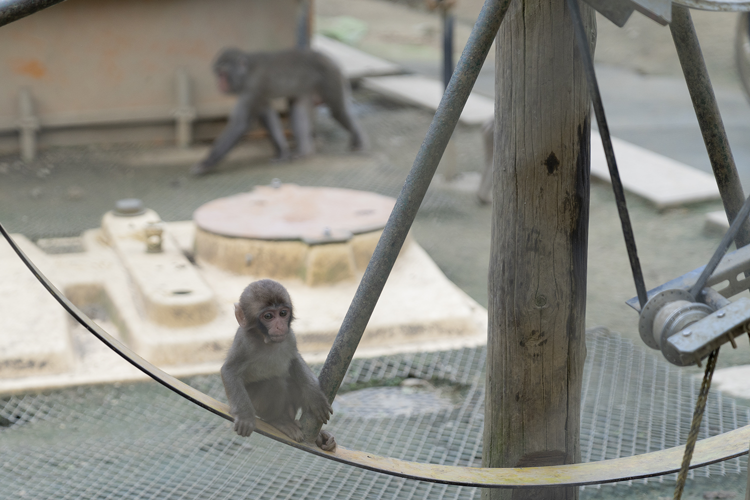 高宕山自然動物園の小さいお猿さんの写真