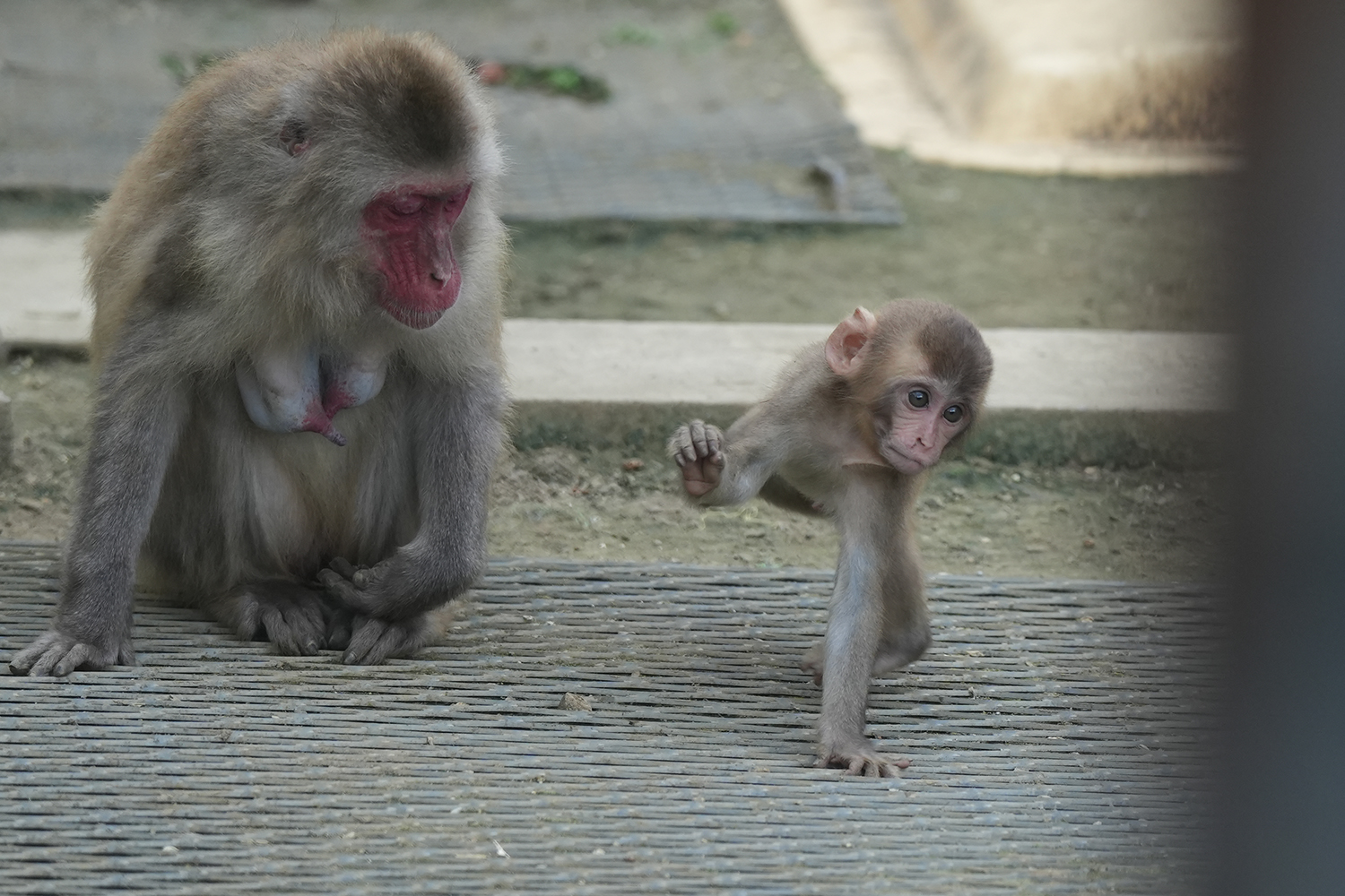 高宕山自然動物園のどすこい子ザル