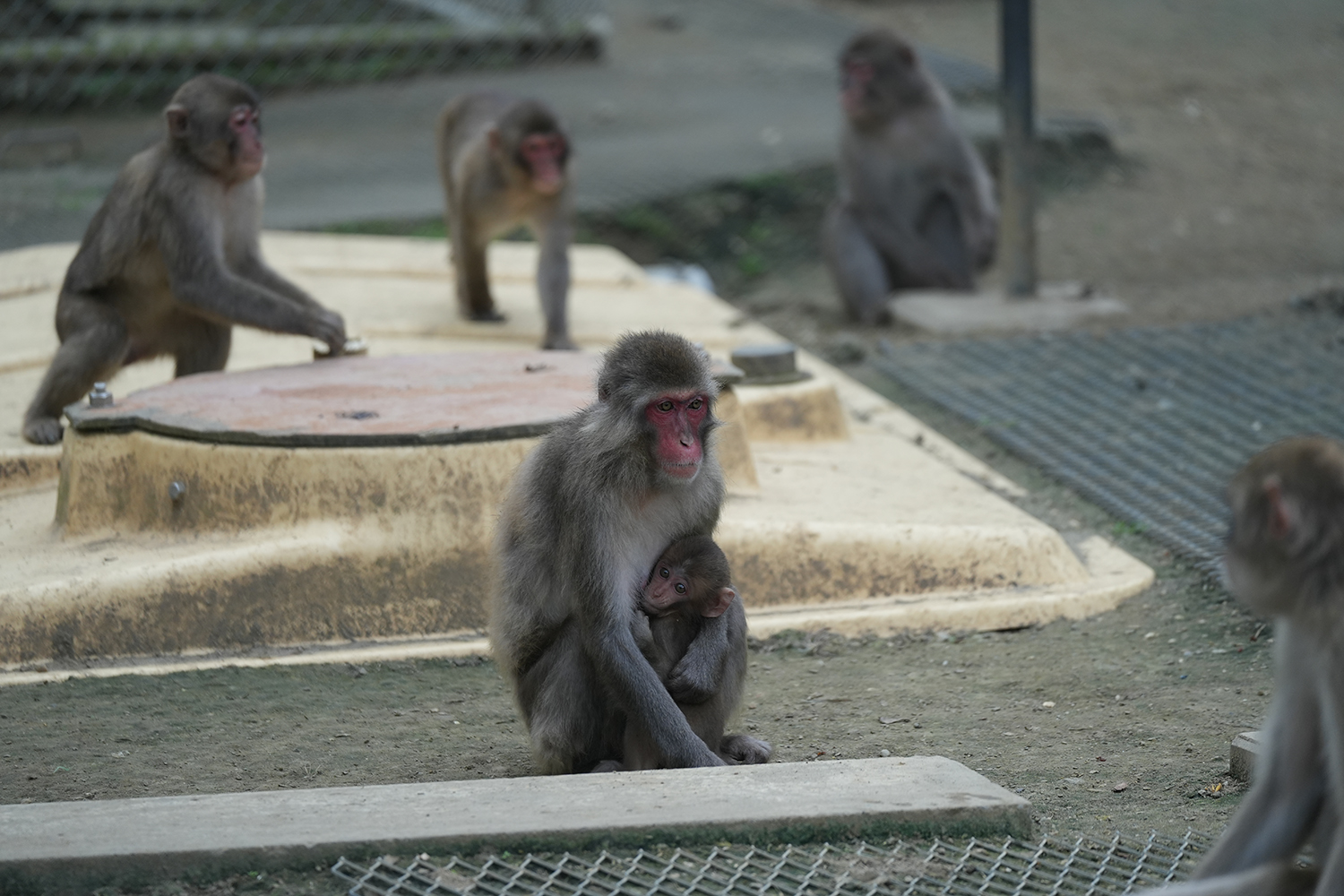 高宕山自然動物園にいた親子猿