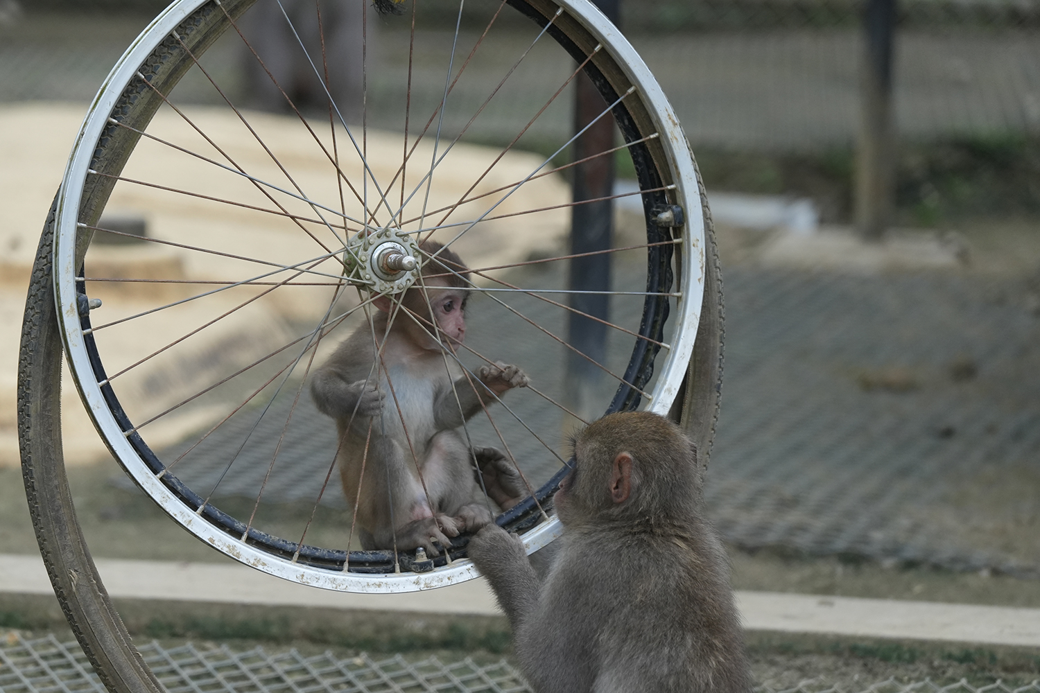 高宕山自然動物園のタイヤで遊ぶ子ザルの写真